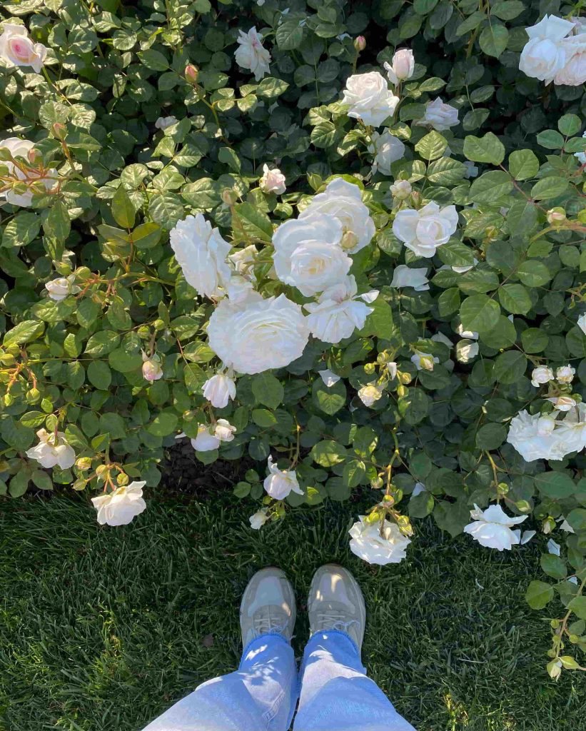 White Flowers on Green Grass